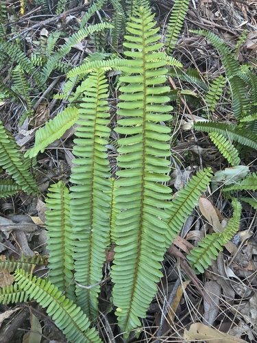 Fishbone Fern