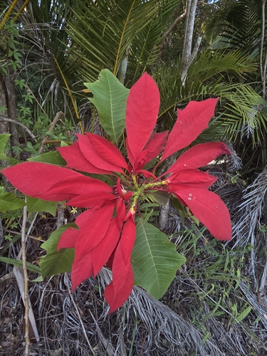 Poinsettia