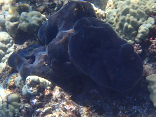 Spongia oceania observed 2026-08-06