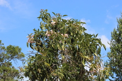 Meriania nobilis