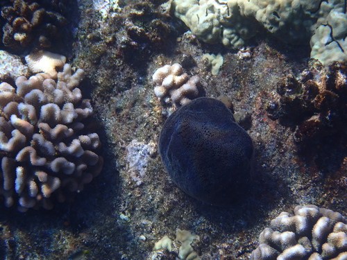 Spongia oceania observed 2026-08-06