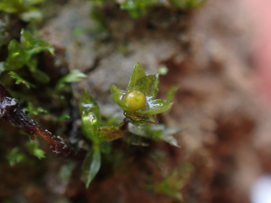 Physcomitrium pusillum