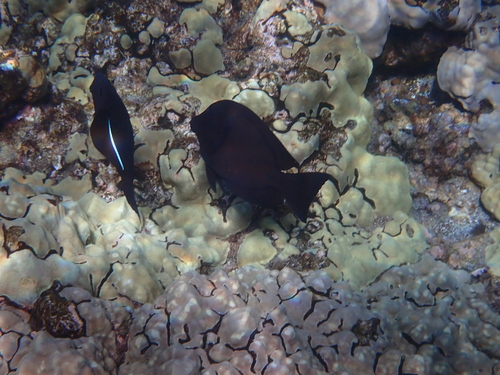 Ctenochaetus hawaiiensis observed 2026-08-06