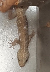 Phyllodactylus lanei