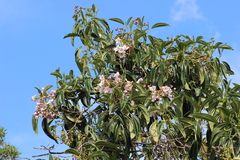 Meriania nobilis