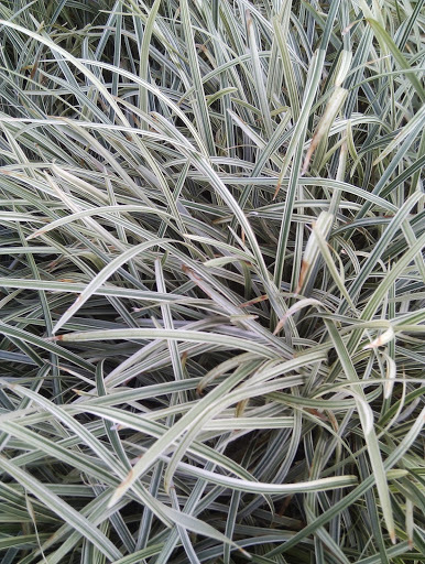 Ophiopogon jaburan