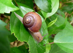 Acusta despecta despecta