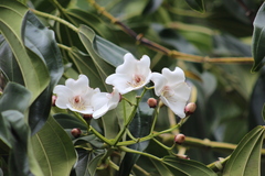 Meriania nobilis