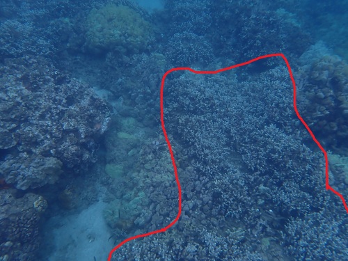 Porites compressa observed 2026-08-06