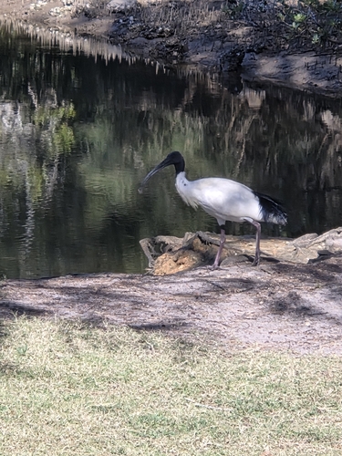Australian Ibis