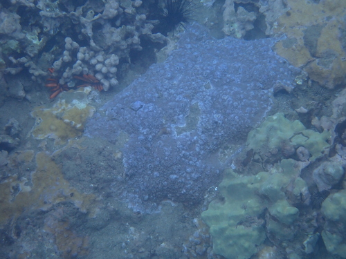 Montipora flabellata observed 2026-08-06