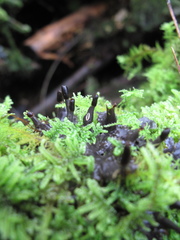 Peltigeraceae