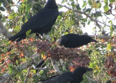 Corvus sinaloae