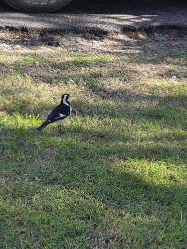 Magpie-lark