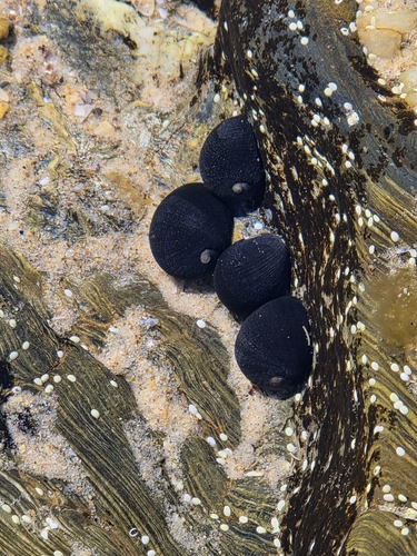 Black nerite