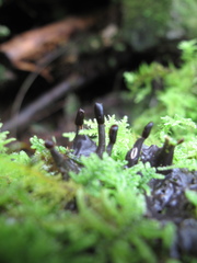Peltigeraceae