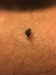 Anthocomus equestris