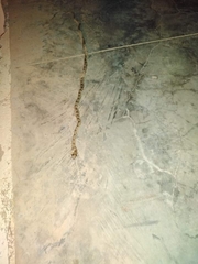 Hemorrhois algirus algirus