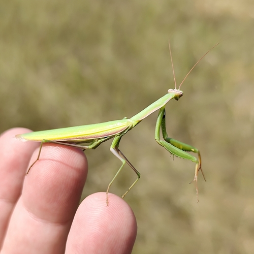European Mantis