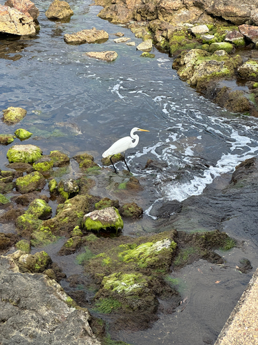 Great Egret