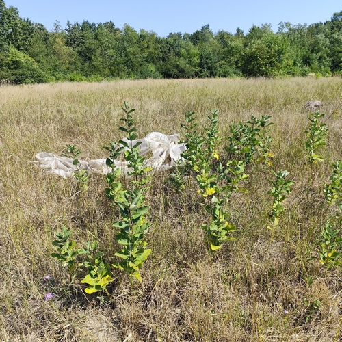 common milkweed