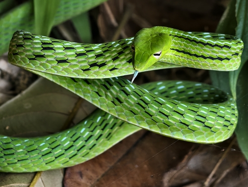 Oriental Whipsnake