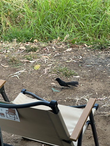 Willie Wagtail