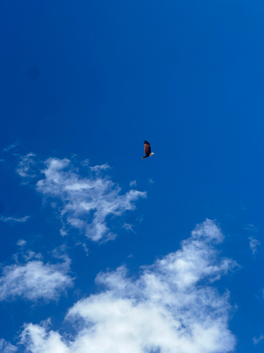 Brahminy Kite (Australasian)