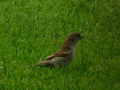 Passer domesticus
