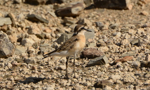 iNaturalist image