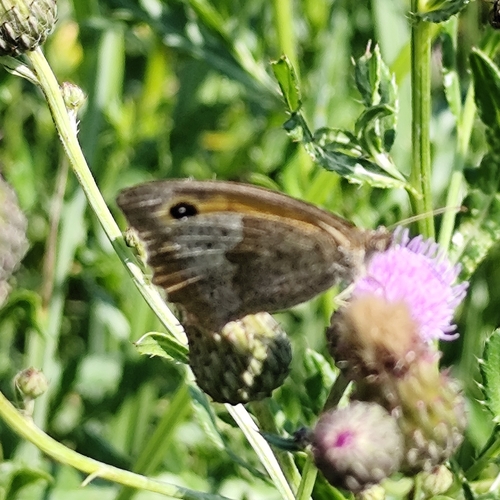 Meadow Brown