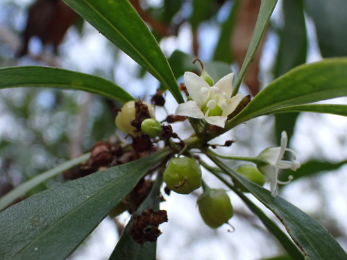 Myoporum sandwicense observed 2026-08-06