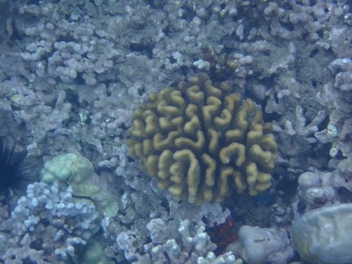 Pocillopora grandis observed 2026-08-06