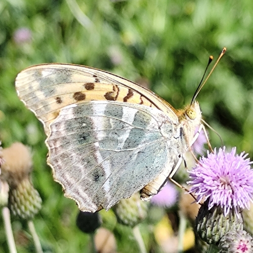 Silver-washed Fritillary