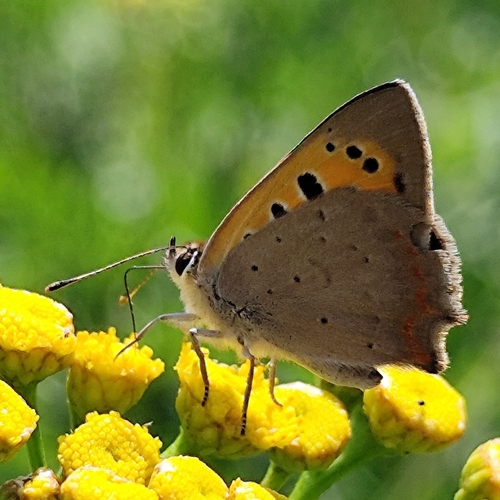 Small Copper