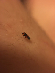 Anthocomus equestris