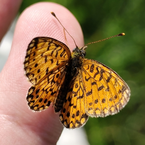 Eurasian Silver-bordered Fritillary