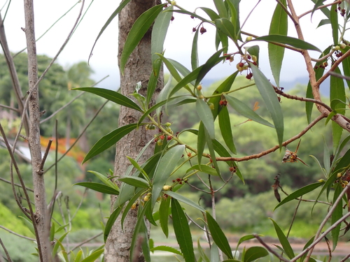 Myoporum sandwicense observed 2026-08-06