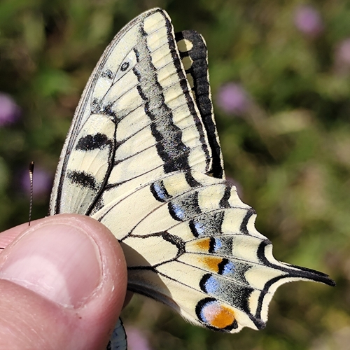 Old World Swallowtail