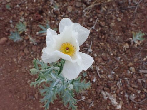 Argemone glauca observed 2026-08-06