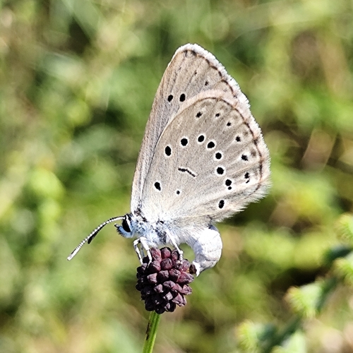 Scarce Large Blue