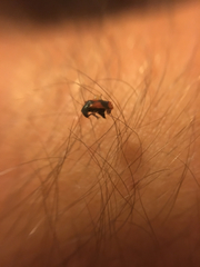 Anthocomus equestris