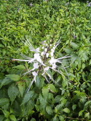 Orthosiphon aristatus