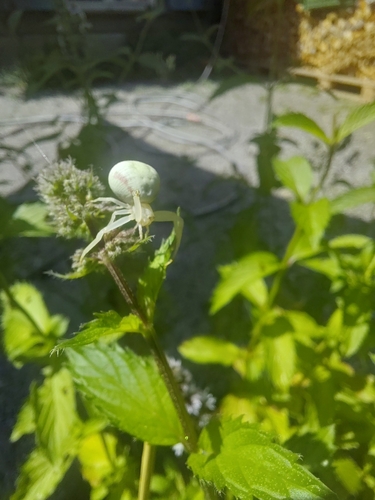 Veränderliche Krabbenspinne