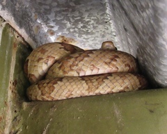 Trimorphodon paucimaculatus