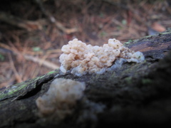 Exidia novozealandica