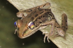 Lithobates forreri