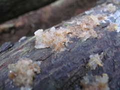 Exidia novozealandica