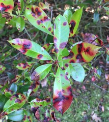 Requeima (Entomosporium mespili)