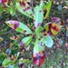 Quince Leaf Blight - Photo (c) Henry Van T. Cotter, some rights reserved (CC BY), uploaded by Henry Van T. Cotter